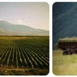 Armenia Agriculture, Fishing and Forestry