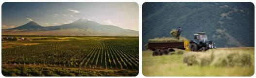 Armenia Agriculture