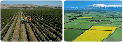 New Zealand Agriculture